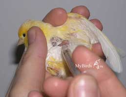 Подкожная инъекция мелкой птице - как делать подкожный укол канарейке
